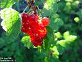 2003-0620RedCurrants